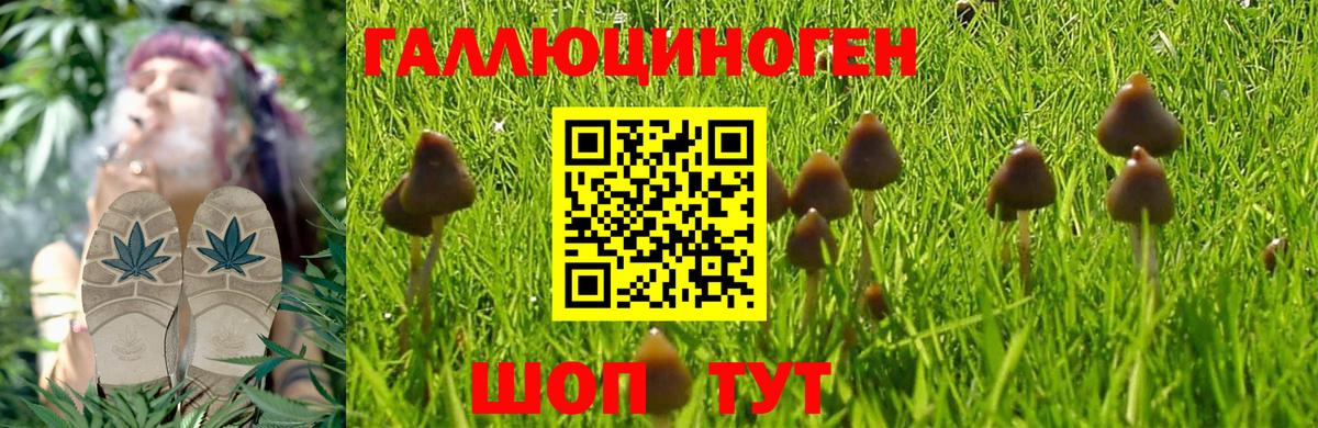 Новошахтинск  Псилоцибиновые грибы Magic Shrooms  Вход с VPN  Псилоцибиновые грибы Psilocybine cubensis 